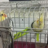 پرنده
