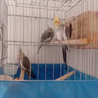 عروس هلندی نر و ماده رام و دستی