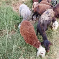 بره نر