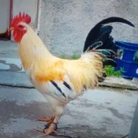 خروس|حیوانات مزرعه|سیجوال, |دیوار