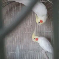 یک جفت لوتینو تخم گذار با باکوزه تخم گذاری|پرنده|کرج, فاز ۲ مهرشهر|دیوار