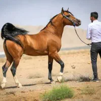 کره اسب دره شوری