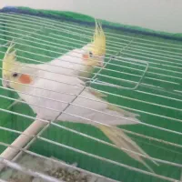 عروس هلندی لوتینو نروماده تخم جوجه ای