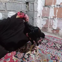 خروس لاری درجه یک و عالی جنس ناب