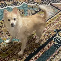 سگ پامر پاکوتاه|سگ|کرج, شاهینویلا|دیوار