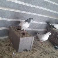 کفتر|پرنده|کبودرآهنگ, |دیوار