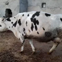 گاوشیری|حیوانات مزرعه|فاروج, |دیوار