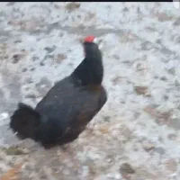 خروس جوان امساله