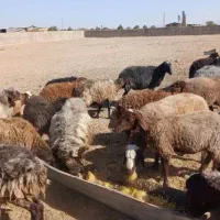 عشایری پرواری گوشت لذیذ وخوش طعم گوسفند زنده|حیوانات مزرعه|مشهد, نوید|دیوار
