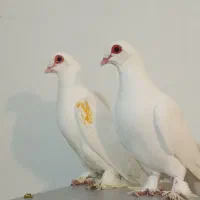 کبوتر قرمز گوز|پرنده|بستان آباد, |دیوار