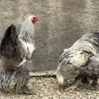 خروس برهما رنگBSO درجه یک