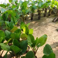 گل بابا آدم تنه قرمز|گل و گیاه طبیعی|مرزیکلا, |دیوار