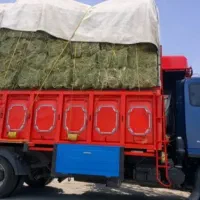 یونجه|خدمات باغبانی و درختکاری|یاسوج, |دیوار