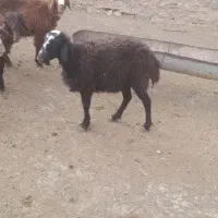 میش