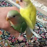 کوتوله برزیلی