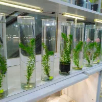 تراریوم|گل و گیاه طبیعی|قم, دورشهر|دیوار