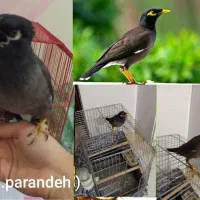 تعداد زیاد پرنده|پرنده|بجنورد, |دیوار