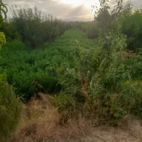 باغچه با میوه های صادراتی|فروش دفتر صنعتی، کشاورزی، تجاری|نوشین شهر, |دیوار