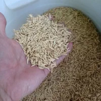 تخم جو سورتینگ شده هاشمی