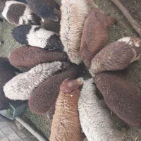 دامداری مجهز به ۵۰۰راس دام نرینه ماده سبک سنگین|حیوانات مزرعه|مشهد, توس (بلوار توس)|دیوار