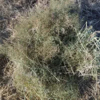 خوراک دام وشتر وغیره