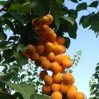 تولید نهال زردآلو انبه ای گلدانی