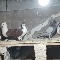 کبوتر های رنگه و پرشی