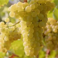 ارقام پر بار و مقاوم به سرما نهالستان پالیز|خدمات باغبانی و درختکاری|قزوین, |دیوار