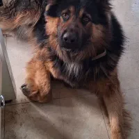 یک قلاده ژرمن نر اصل جهت جفت