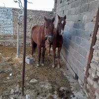 مادیان|اسب و تجهیزات اسب‌سواری|دشتابی, |دیوار