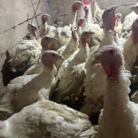 بوقلمون بیوتی|حیوانات مزرعه|کرج, اصفهانیها|دیوار