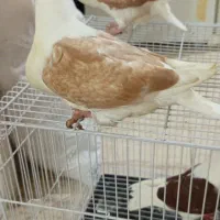 کبوتردوبال اهوازی|پرنده|مینودشت, |دیوار