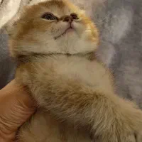 اسکاتیش ny12|گربه|تهران, شهرک هما|دیوار