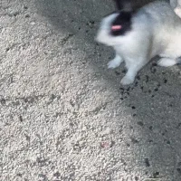 دوعدد نر سالم شش ماهه|موش و خرگوش|ارومیه, |دیوار