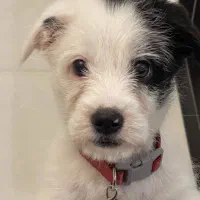 واگذاری سگ شیتزو کراس دو ماهه|سگ|بابلسر, |دیوار