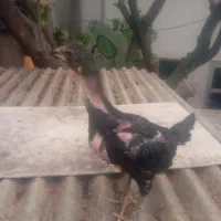 جوجه لاری خروس سیاه پرکلاغی اصیل دوماه ونیم