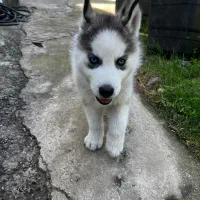 هاسکی مالموت خالص