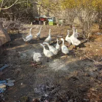 قوغاز|حیوانات مزرعه|گنبد کاووس, |دیوار