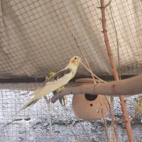 عروس هلندی نر