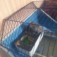 مرغ عشق|پرنده|نورآباد, |دیوار