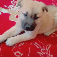 توله چاوچاو