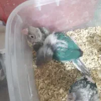 گرینچیک طوطی تراکوییس