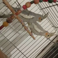 عروس هلندی جفت|پرنده|همدان, |دیوار