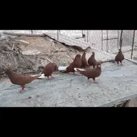 کبوتر رنگی دم سفید. دمسفید|پرنده|شیراز, بازار|دیوار