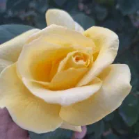 لوازم تحریر کسی داره حتما اعلام کنه