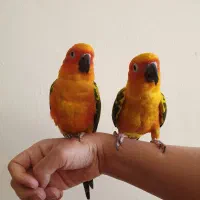 یک جفت خورشیدی یکساله . گرینچک مونچیک سانچیک ردچیک