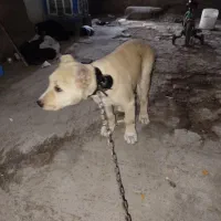 واگذاری|سگ|کرمان, |دیوار