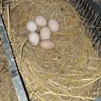تخم نطفه‌ دار مرغ محلی ارگانیک