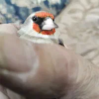 سره کرمانی یک وجبی|پرنده|تهران, زیبادشت|دیوار