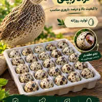 تخم بلدرچین نطفه دار ( نژاد ژاپنی )